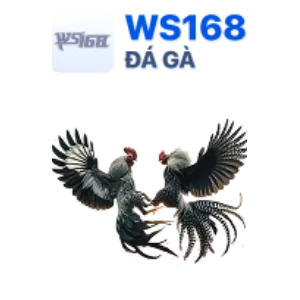 Cá cược bóng chuyền hấp dẫn tại dk8